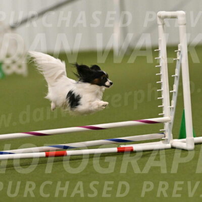 Sparky-Denise-Schneider-11555