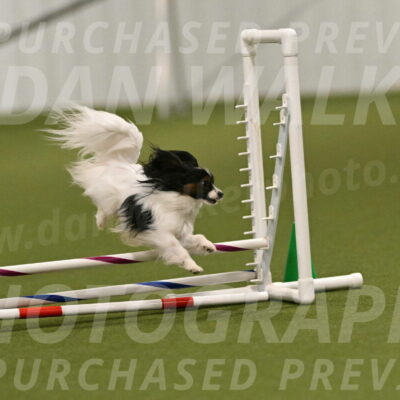 Sparky-Denise-Schneider-11556