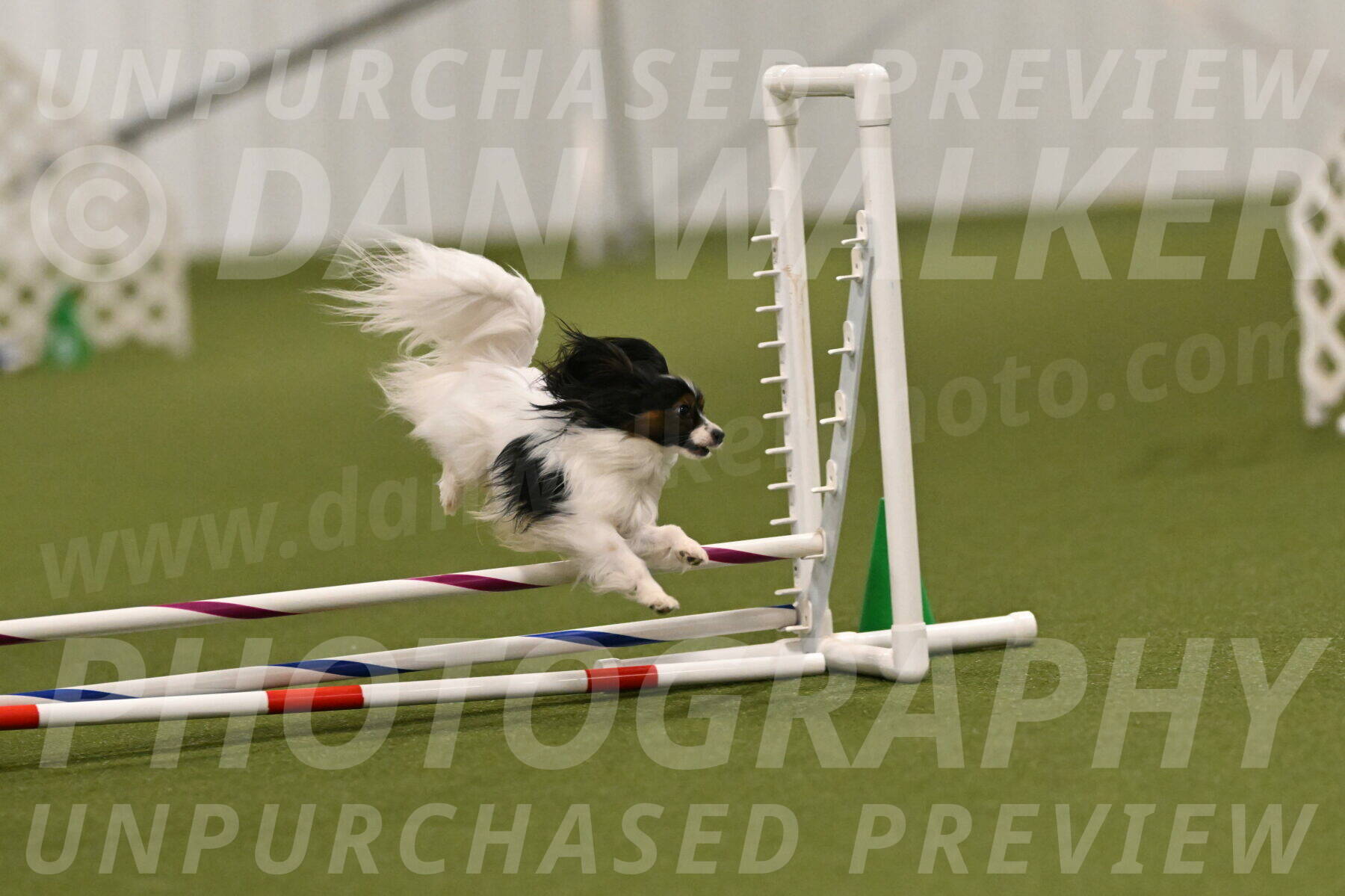 Sparky-Denise-Schneider-11556