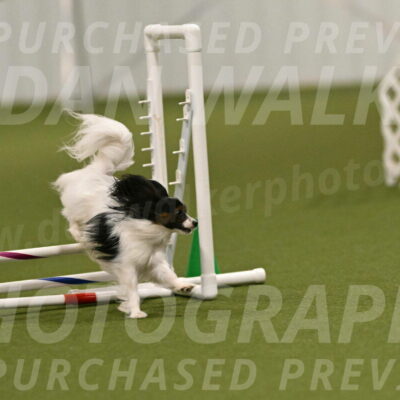 Sparky-Denise-Schneider-11557