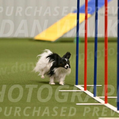 Sparky-Denise-Schneider-11560