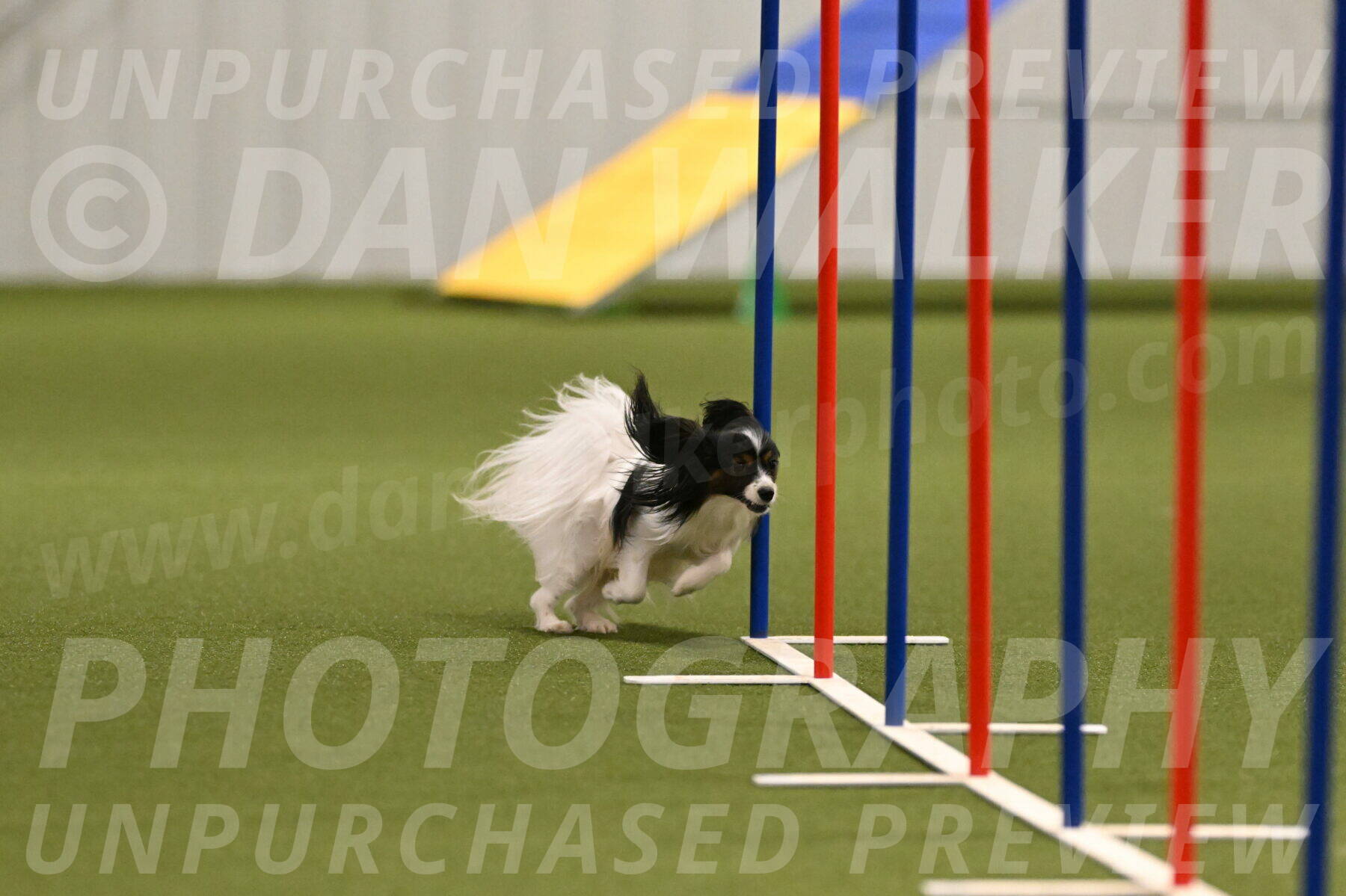 Sparky-Denise-Schneider-11561