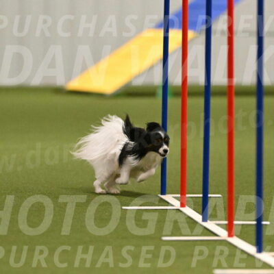 Sparky-Denise-Schneider-11561