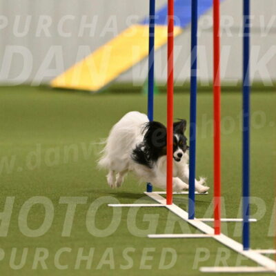 Sparky-Denise-Schneider-11562