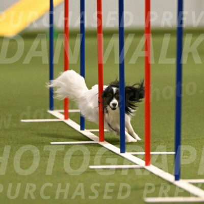 Sparky-Denise-Schneider-11564