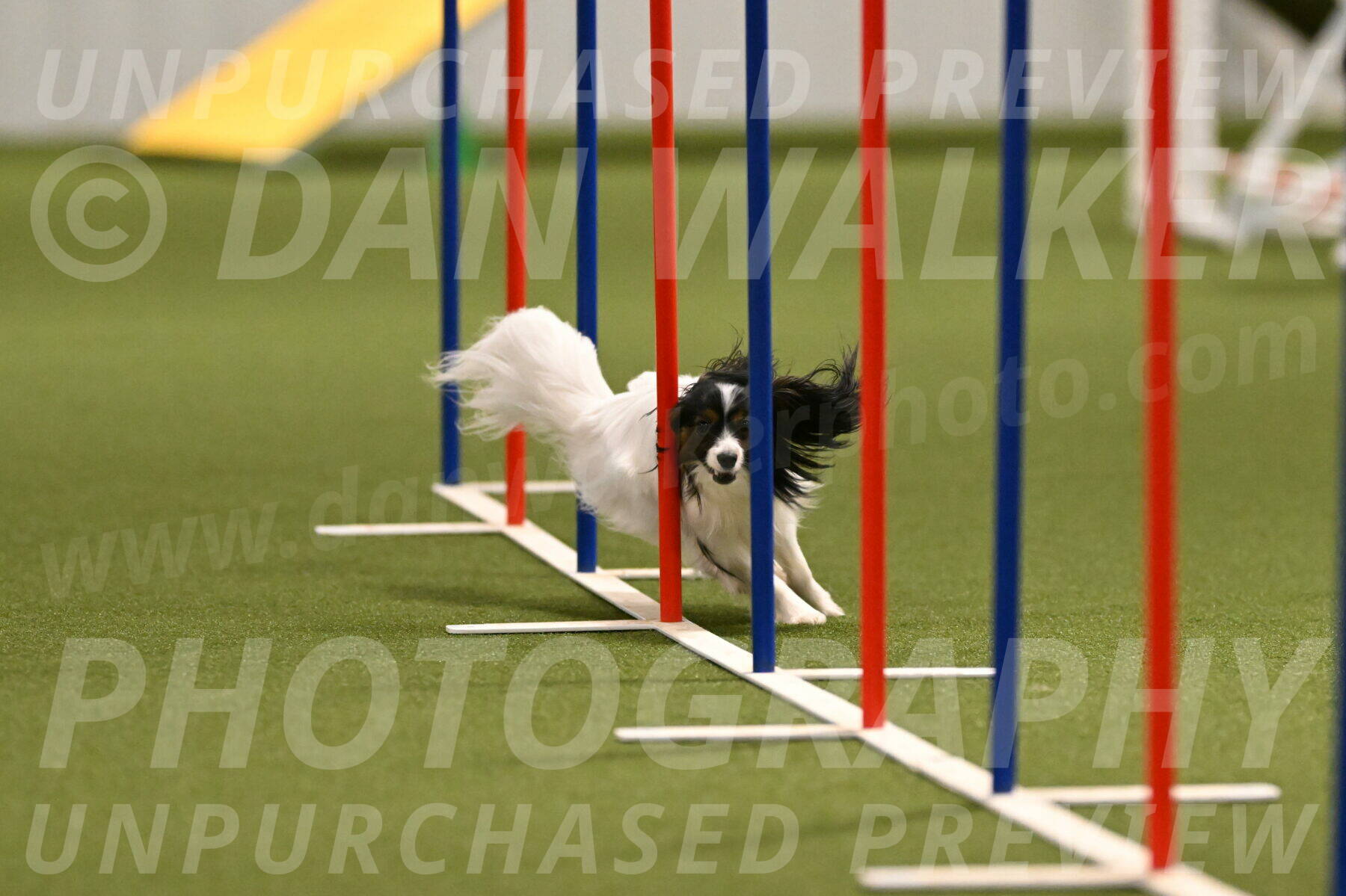 Sparky-Denise-Schneider-11564
