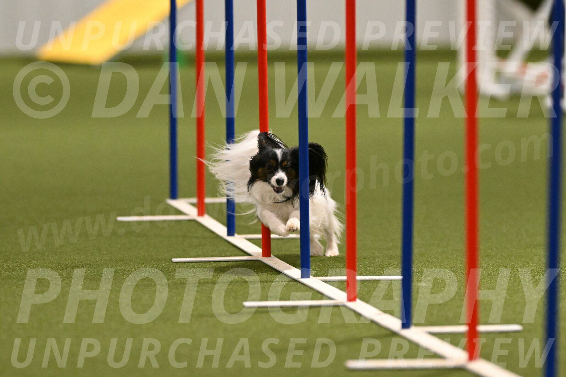 Sparky-Denise-Schneider-11565
