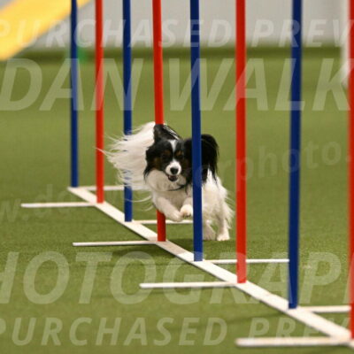 Sparky-Denise-Schneider-11565