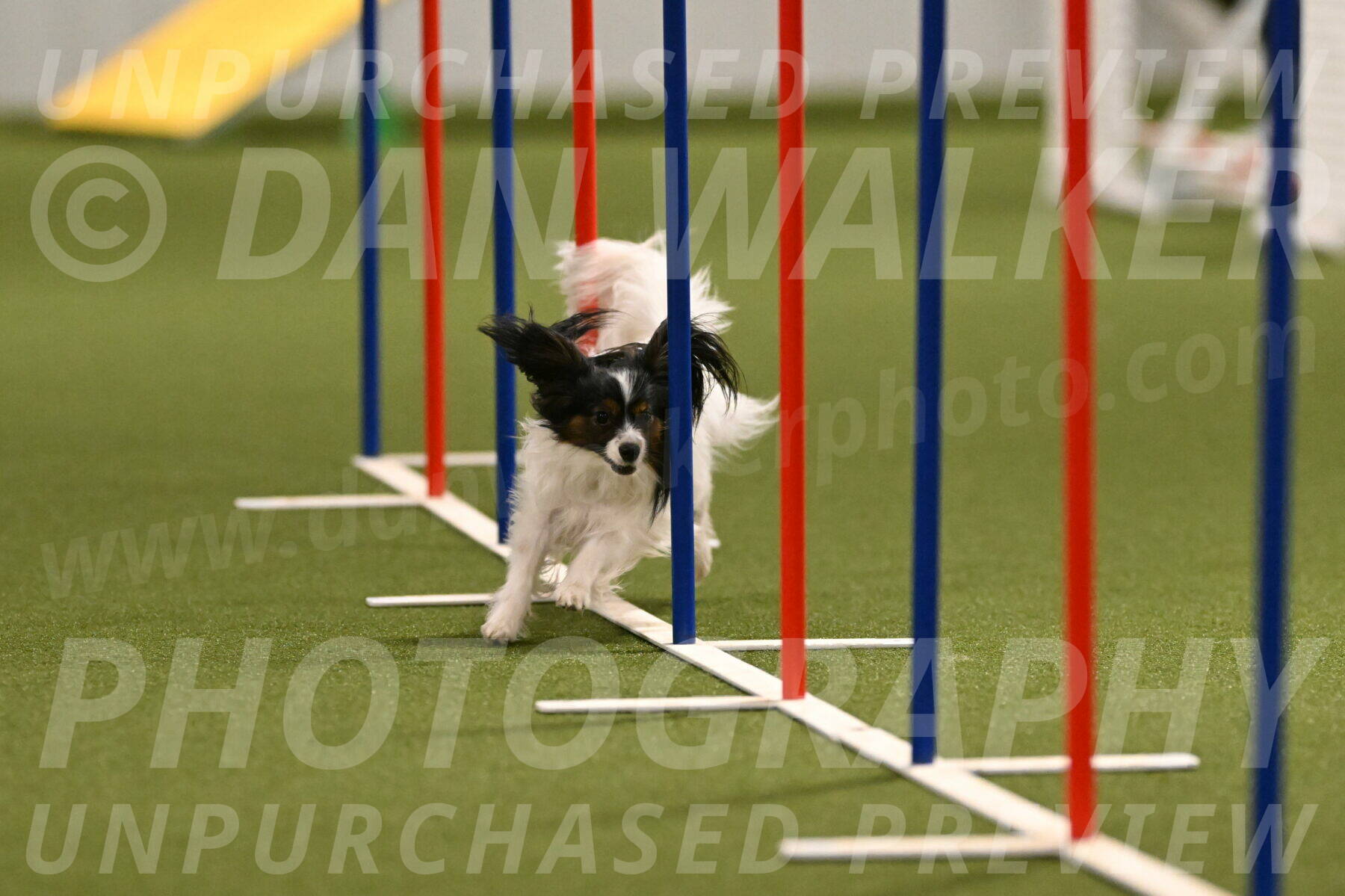 Sparky-Denise-Schneider-11566