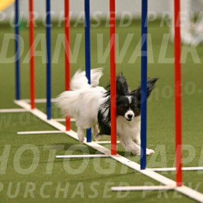 Sparky-Denise-Schneider-11567