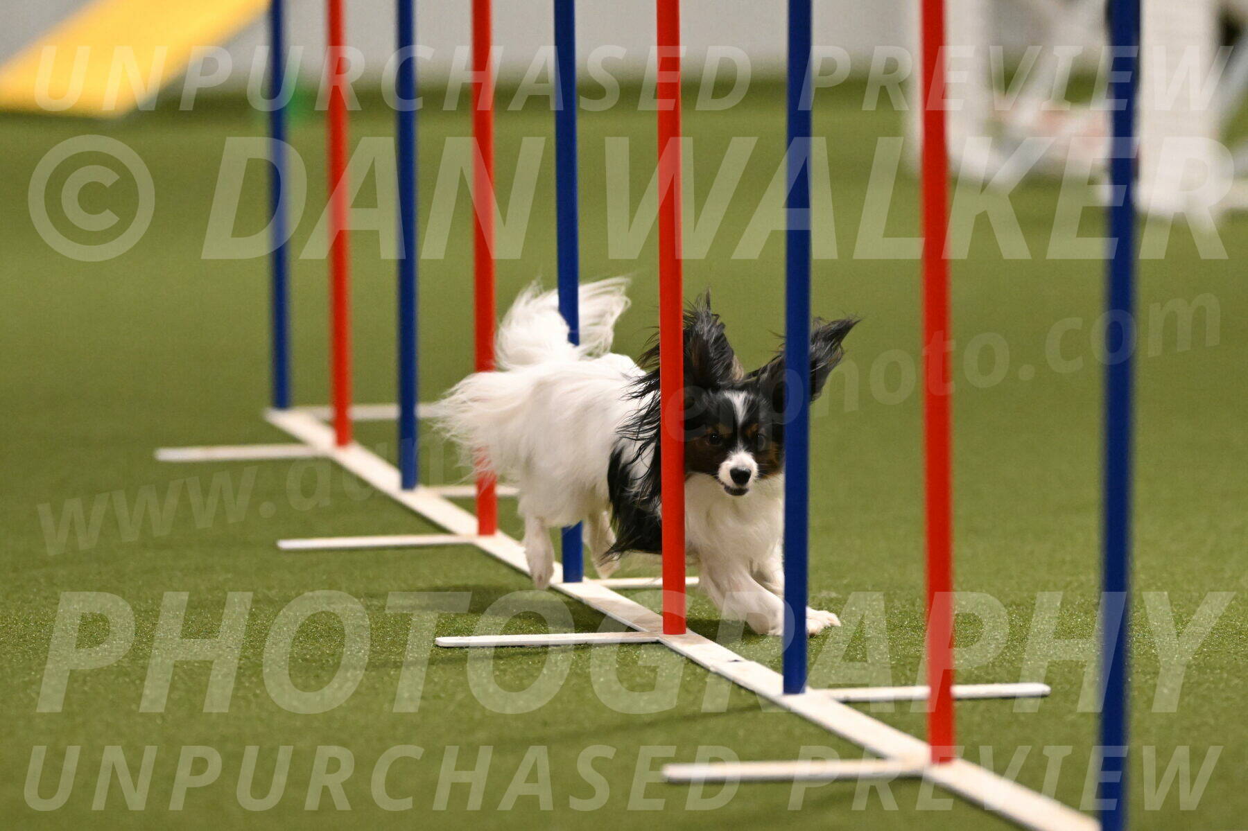 Sparky-Denise-Schneider-11567
