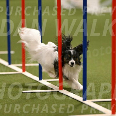 Sparky-Denise-Schneider-11569