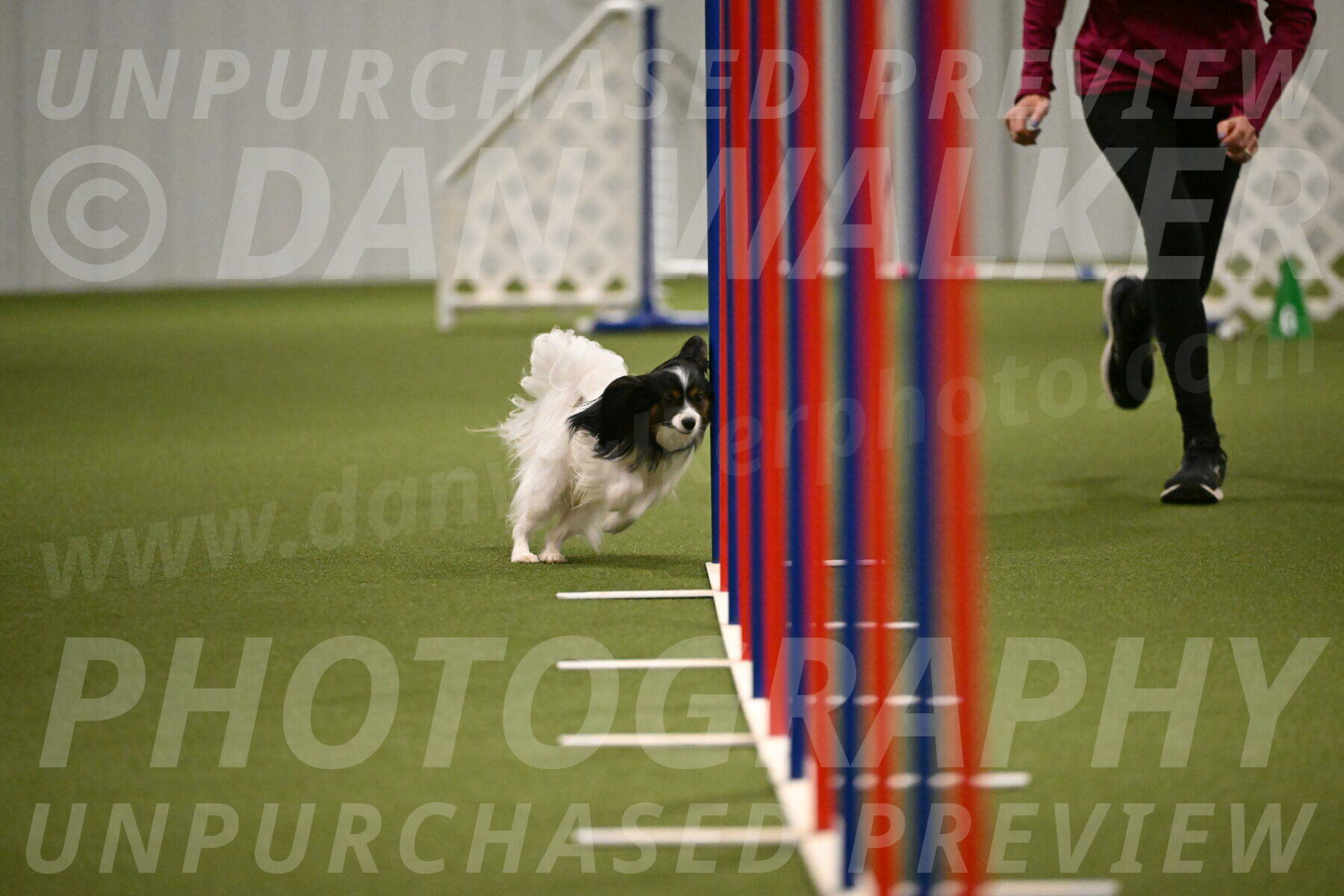 Sparky-Denise-Schneider-11570