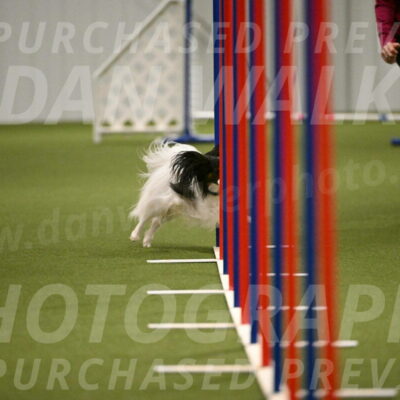 Sparky-Denise-Schneider-11571