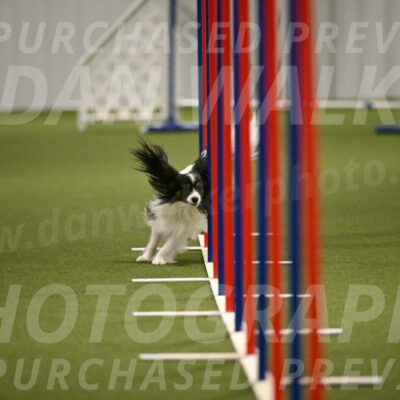 Sparky-Denise-Schneider-11572