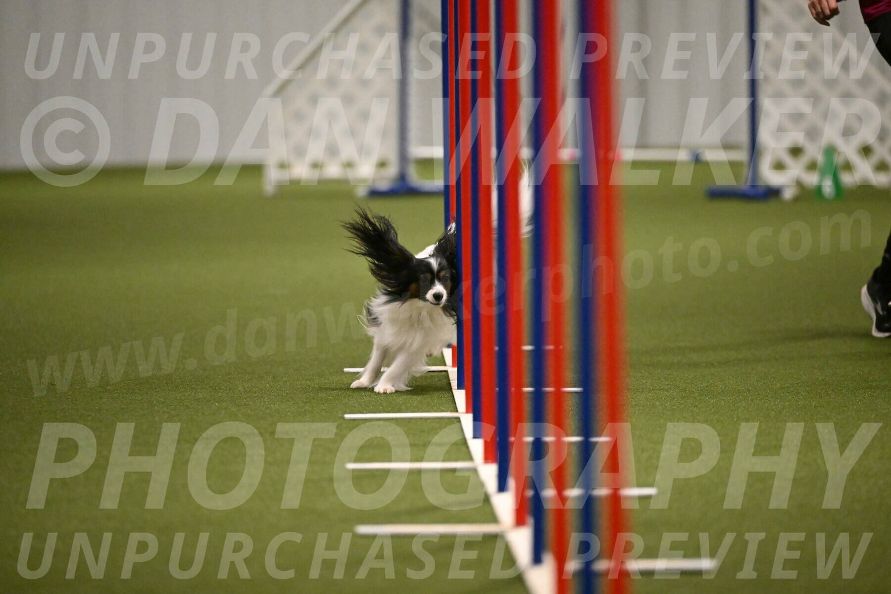 Sparky-Denise-Schneider-11572