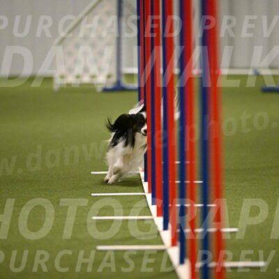 Sparky-Denise-Schneider-11573
