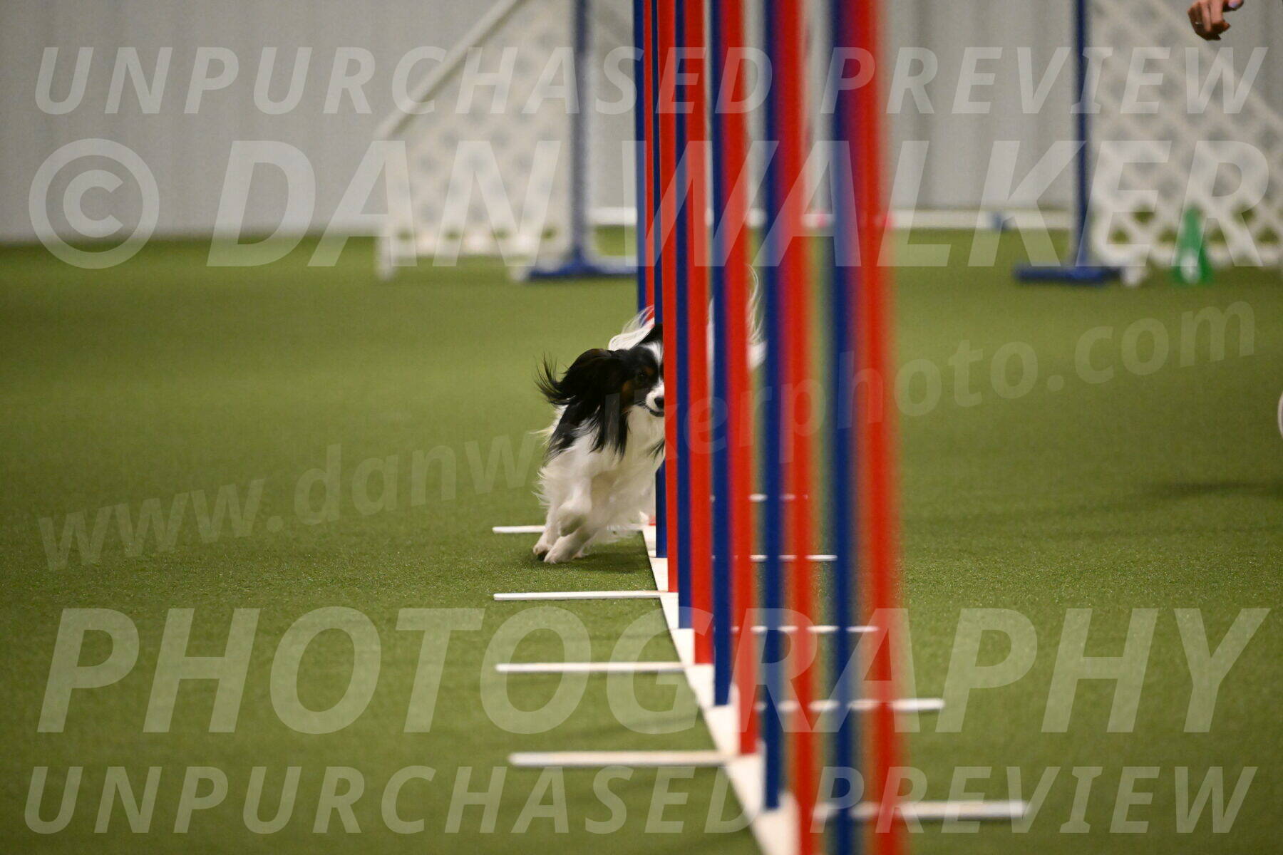 Sparky-Denise-Schneider-11573