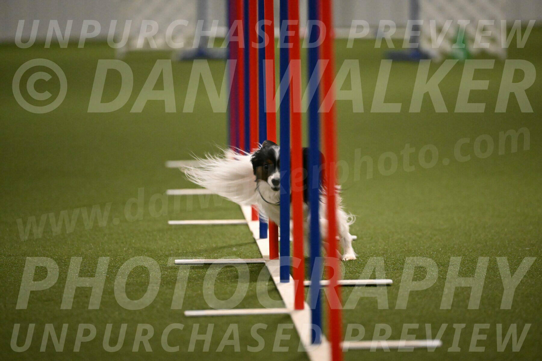 Sparky-Denise-Schneider-11574