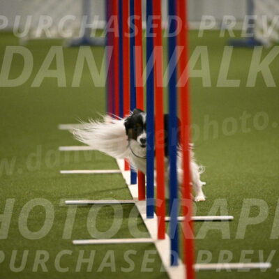 Sparky-Denise-Schneider-11574