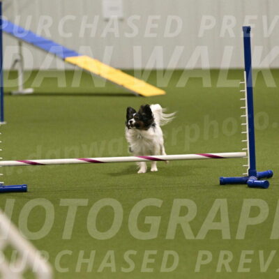 Sparky-Denise-Schneider-11577
