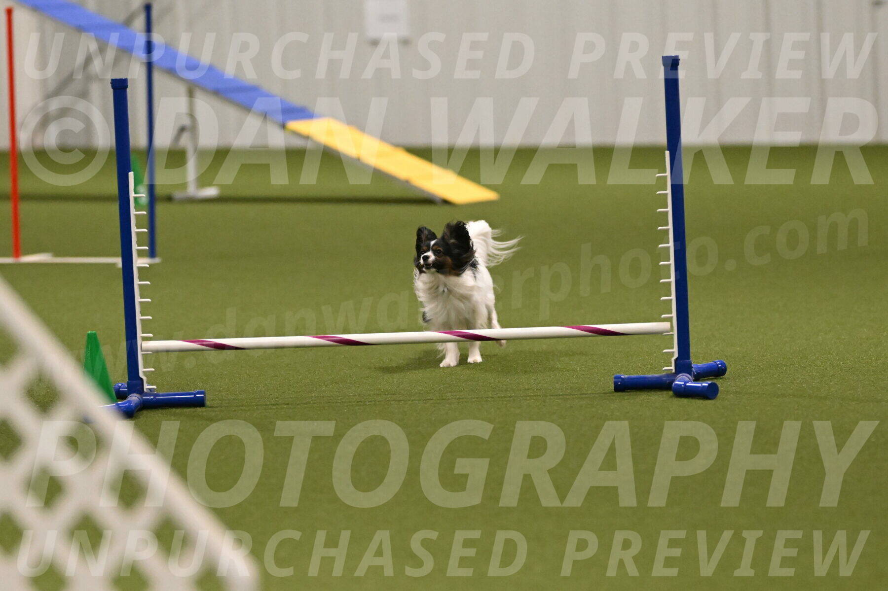 Sparky-Denise-Schneider-11577