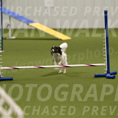 Sparky-Denise-Schneider-11578