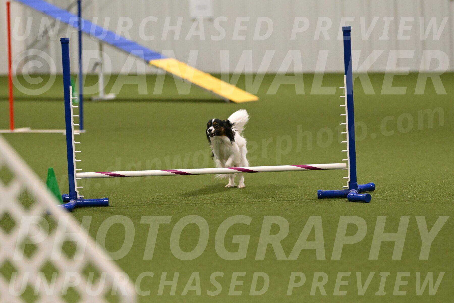 Sparky-Denise-Schneider-11578