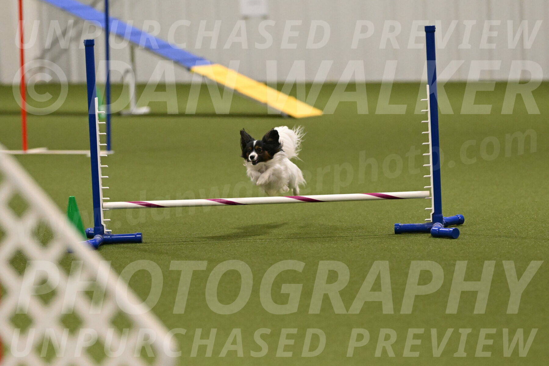 Sparky-Denise-Schneider-11579