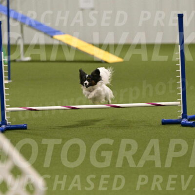 Sparky-Denise-Schneider-11579