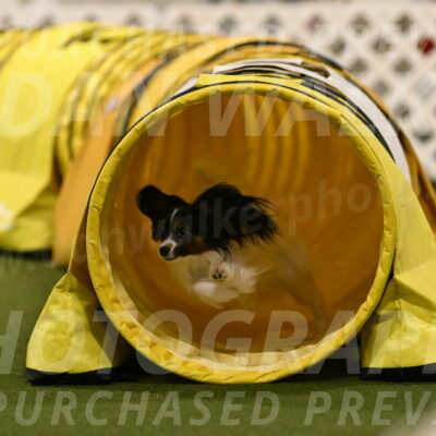 Sparky-Denise-Schneider-11585