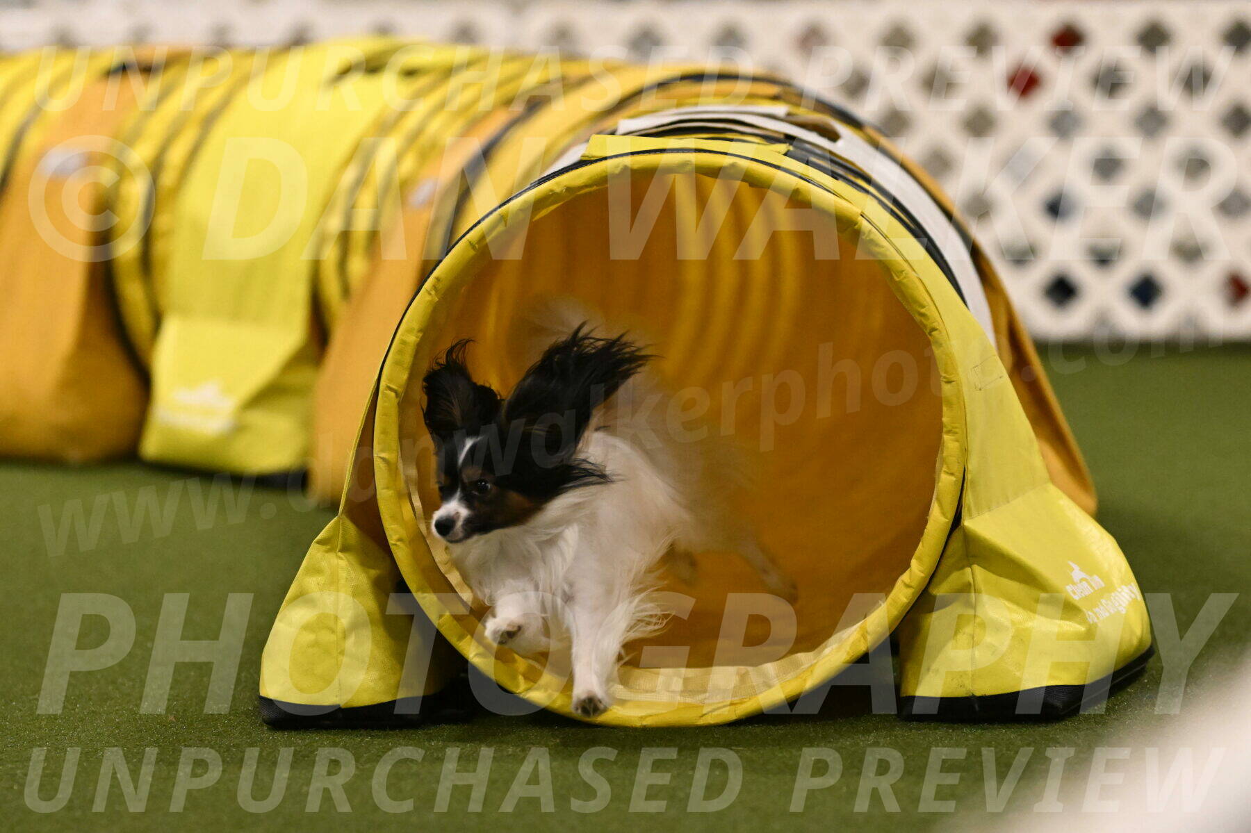 Sparky-Denise-Schneider-11586