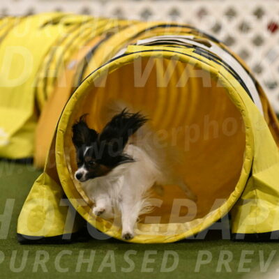 Sparky-Denise-Schneider-11586