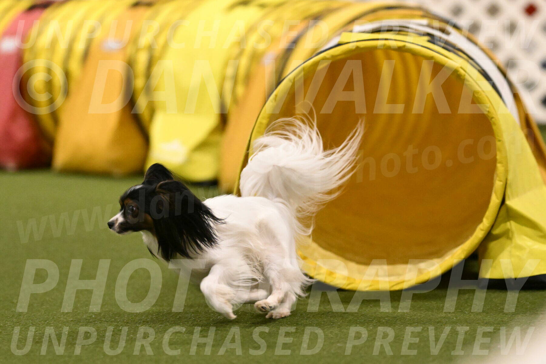 Sparky-Denise-Schneider-11587