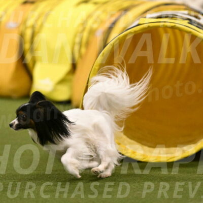 Sparky-Denise-Schneider-11587