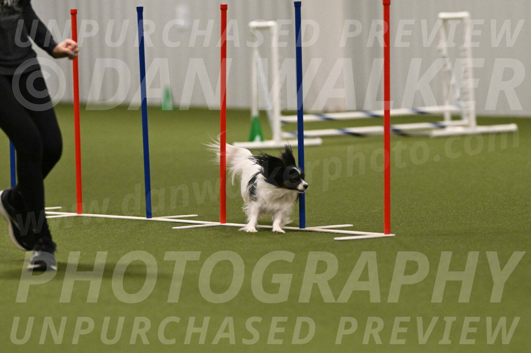 Sparky-Denise-Schneider-11589