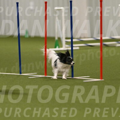 Sparky-Denise-Schneider-11589