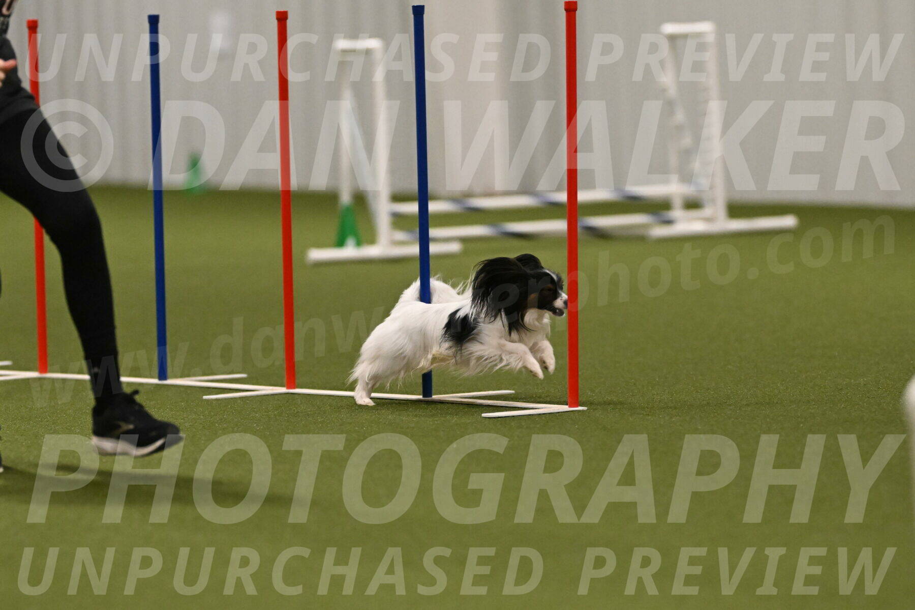 Sparky-Denise-Schneider-11591