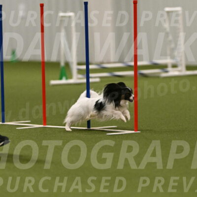Sparky-Denise-Schneider-11591