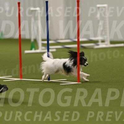 Sparky-Denise-Schneider-11592