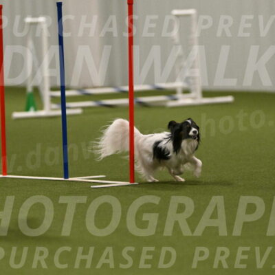 Sparky-Denise-Schneider-11593
