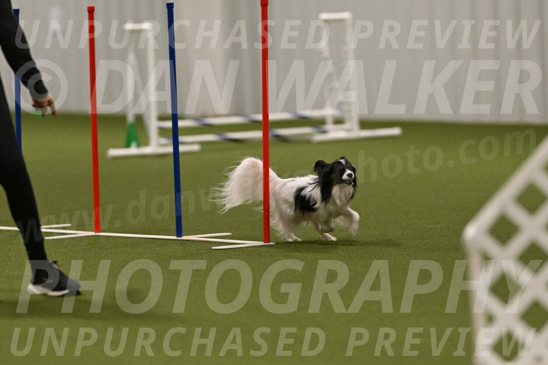 Sparky-Denise-Schneider-11593
