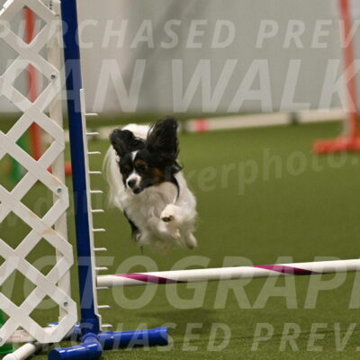 Sparky-Denise-Schneider-11595