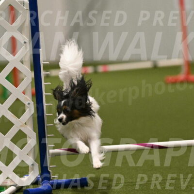 Sparky-Denise-Schneider-11597