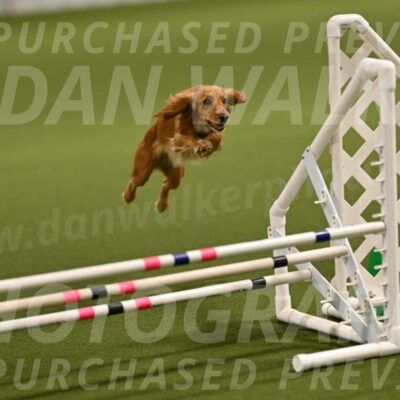 Sparrow-Christina-Coudret-01944