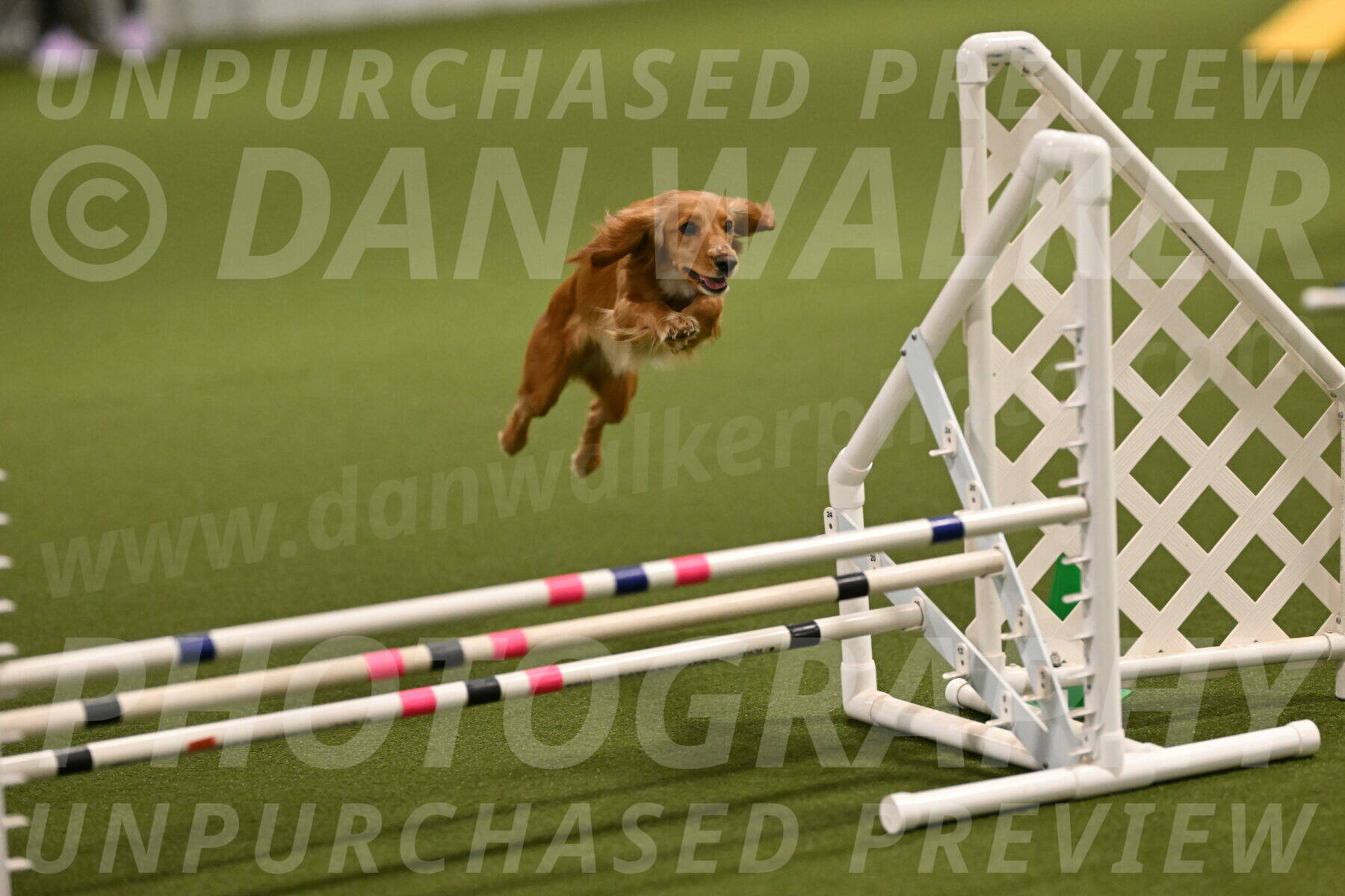 Sparrow-Christina-Coudret-01944