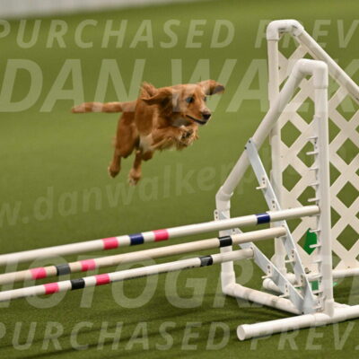 Sparrow-Christina-Coudret-01945