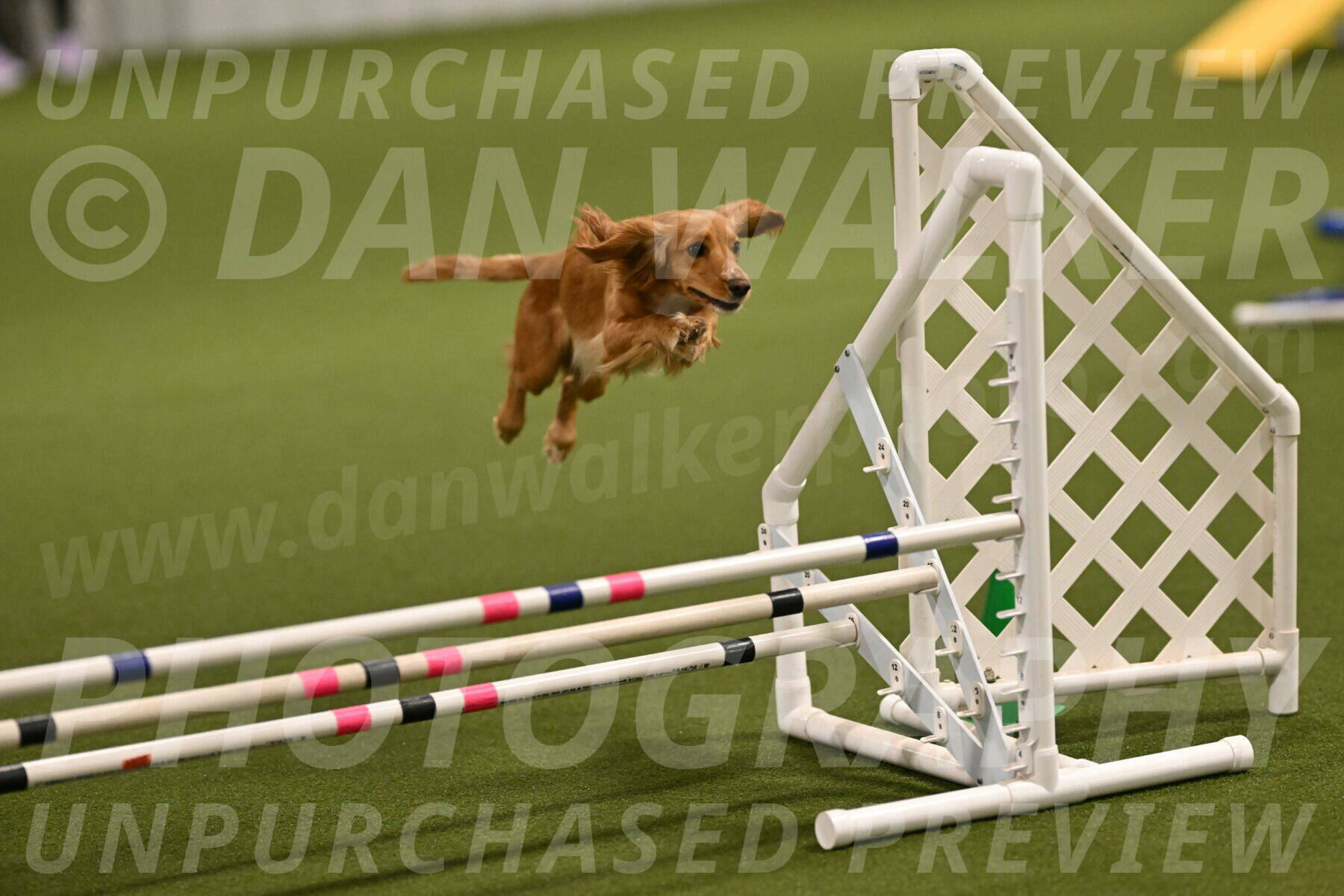 Sparrow-Christina-Coudret-01945