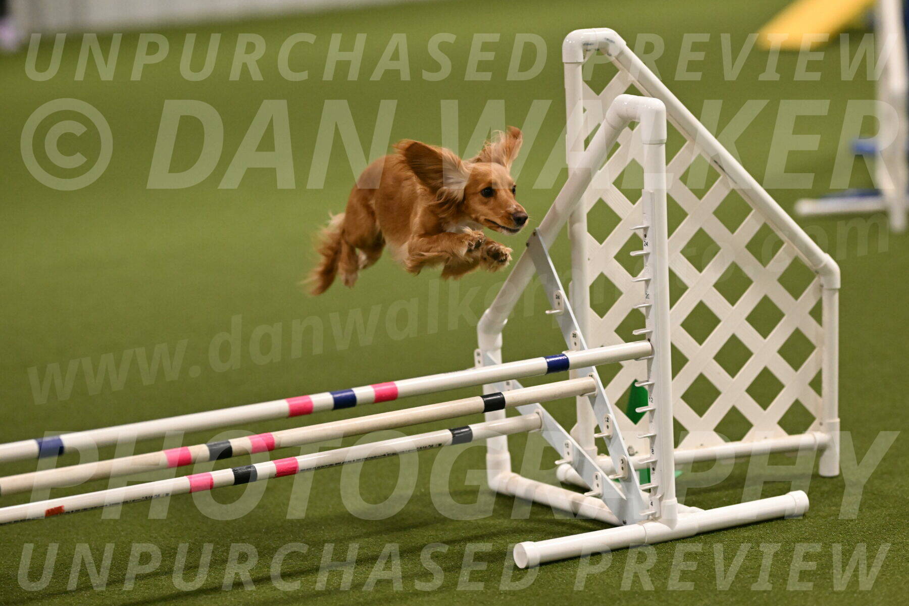 Sparrow-Christina-Coudret-01946