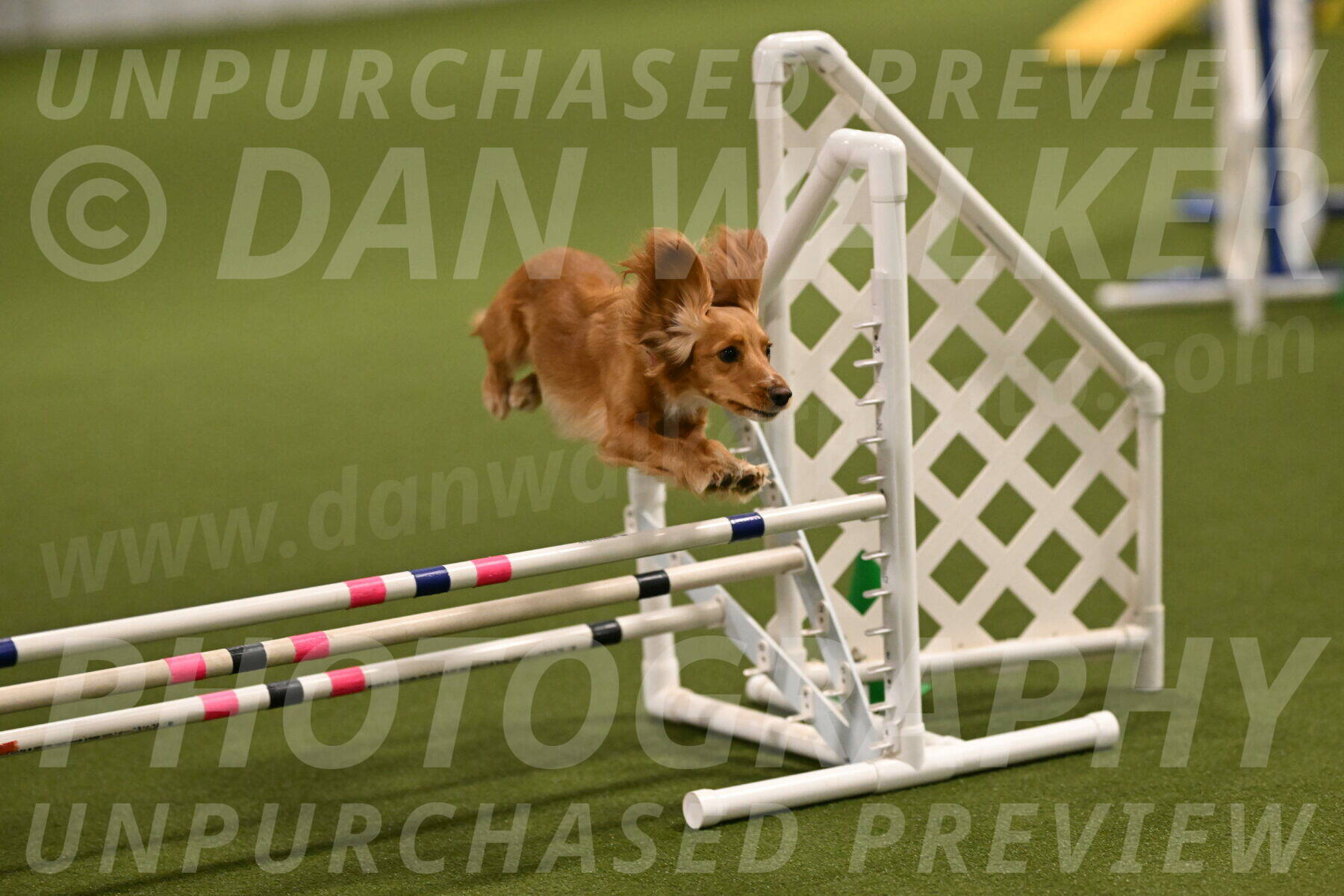 Sparrow-Christina-Coudret-01947